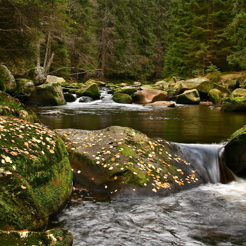 Adventure in Šumava National Park